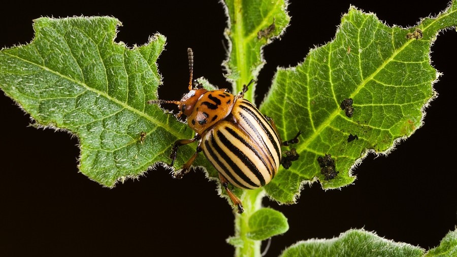 BEA Escarabajo-de-la-patata